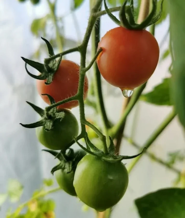 Organic farms avoid toxic inputs, improve soil health, grow clean, sustainable food that supports nature.