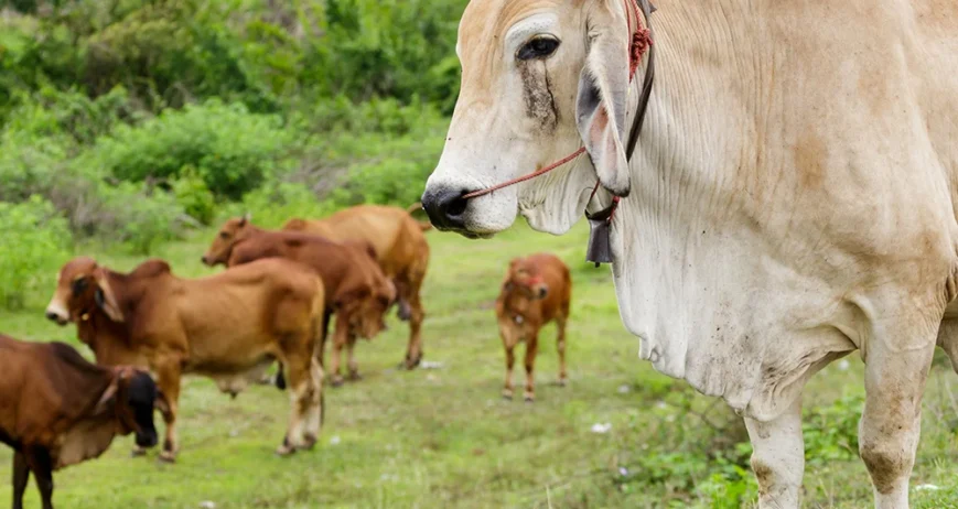 Organic farms avoid toxic inputs, improve soil health, grow clean, sustainable food that supports nature.