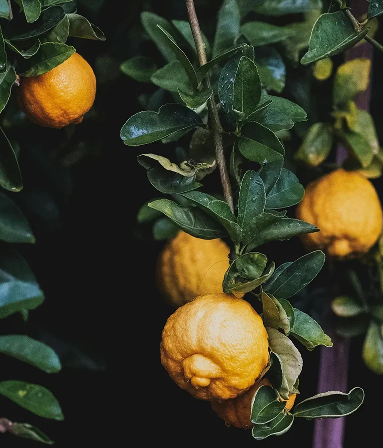 Ballan wrasse climbing gourami amur pike Arctic char, steelhead